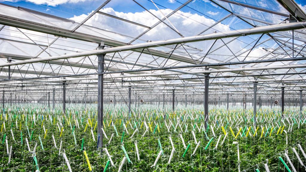 Brandvalue Dutch greenhouse vegetables must and can be better Agrado
